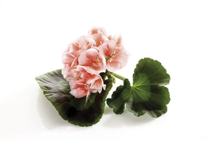 Framed Print : Rose Geranium Print Framed Print : Rose Geranium Print