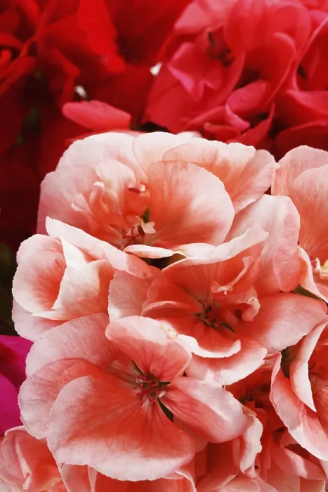 Framed Print : Geraniums Print (Geraniaceae)