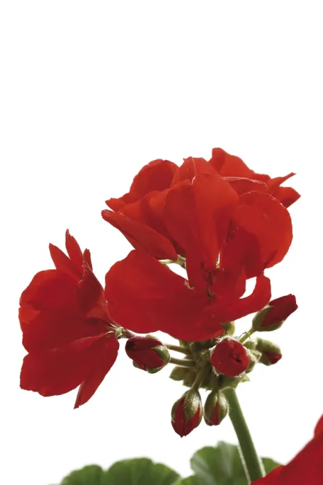 Framed Print : Red Geranium Print Framed Print : Red Geranium Print