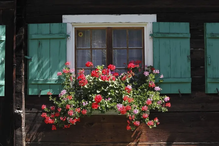 Framed Print : Geraniums in the window of a timber house Print, Schruns, Austria