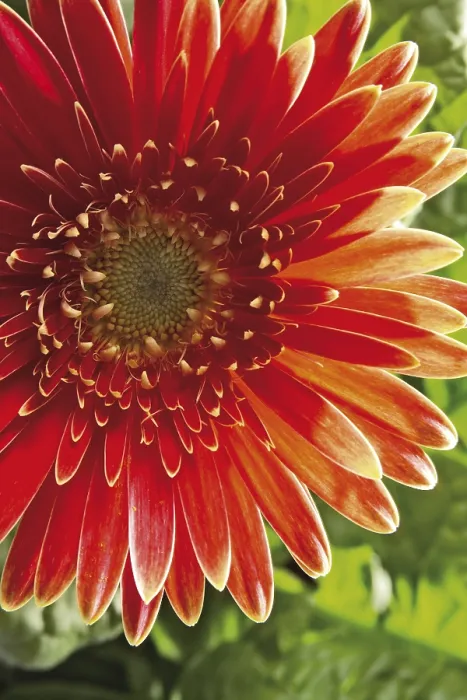 Framed Print : Gerbera Print - Vibrant Floral Bloom Framed Print : Gerbera Print - Vibrant Floral Bloom