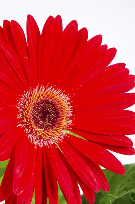 Framed Print : Gerbera Print - Vibrant Yellow Flowers Framed Print : Gerbera Print - Vibrant Yellow Flowers