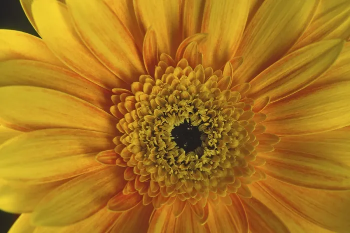 Framed Print : Gerbera Flower Detail Print Framed Print : Gerbera Flower Detail Print