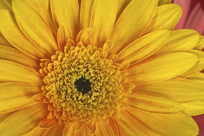 Framed Print : Gerbera Flower Detail Print Framed Print : Gerbera Flower Detail Print