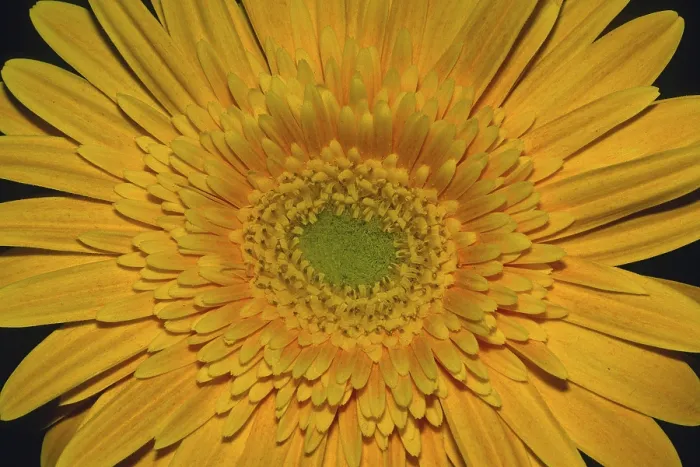 Framed Print : Gerbera Flower Detail Print Framed Print : Gerbera Flower Detail Print