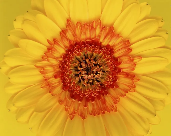 Framed Print : Gerbera Print - Gerbera spec Framed Print : Gerbera Print - Gerbera spec