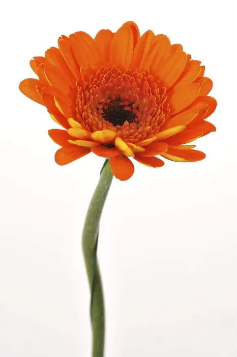 Framed Print : Gerbera Mini Print Framed Print : Gerbera Mini Print