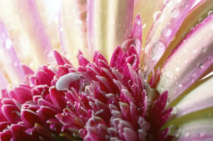 Framed Print : Gerbera with Waterdrops Print
