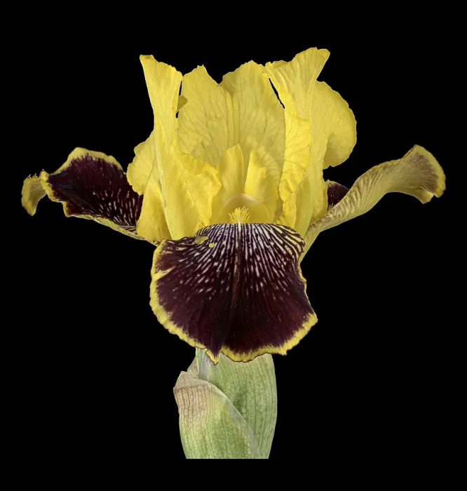 Framed Print : German Iris Print, Iris xgermanica, Germany Framed Print : German Iris Print, Iris xgermanica, Germany