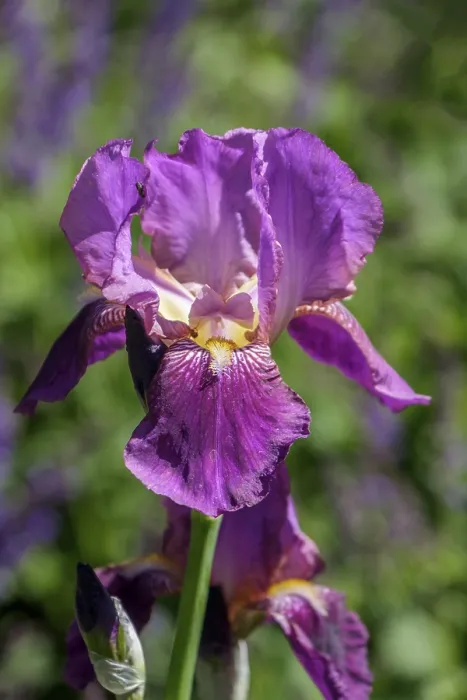 Framed Print : German Iris Print, North Rhine-Westphalia