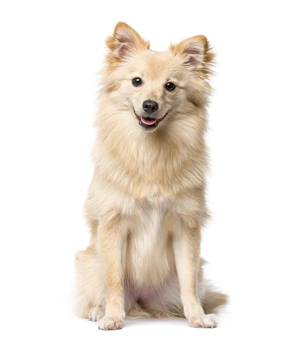 Framed Print : German Spitz Print - White Background Framed Print : German Spitz Print - White Background