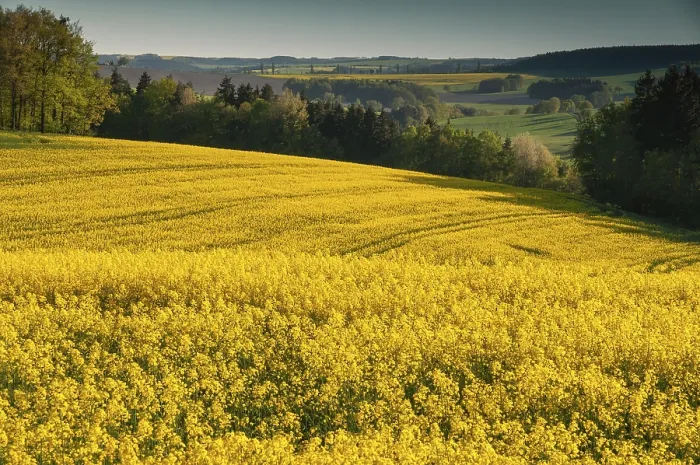 Framed Print : Germany, Greiz, Thuringia Print - Cultivated Landscape in Spring Framed Print : Germany, Greiz, Thuringia Print - Cultivated Landscape in Spring