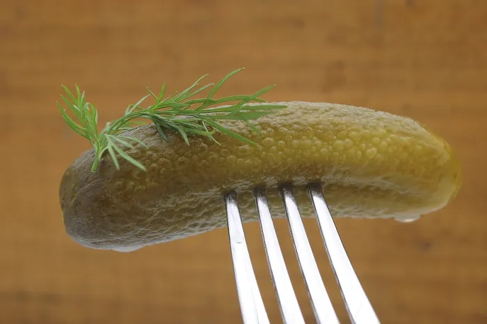 Framed Print : Gherkin on a fork Print Framed Print : Gherkin on a fork Print