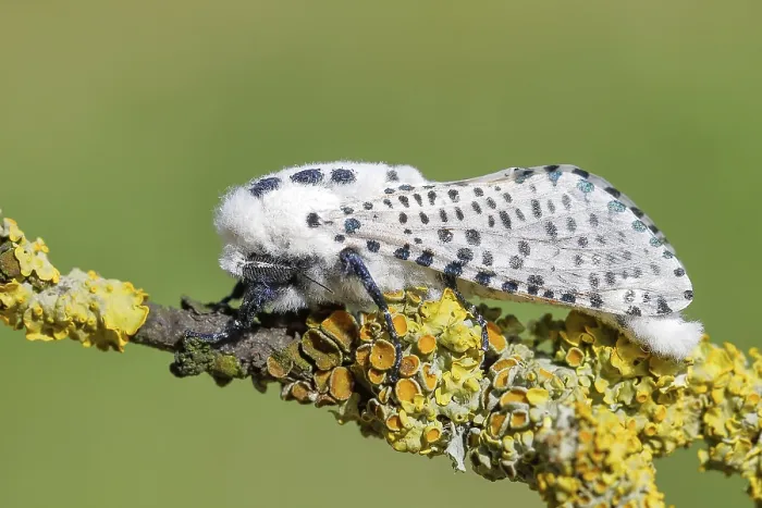 Framed Print : Giant Leopard Moth Perched on Lichen Covered Branch Print Framed Print : Giant Leopard Moth Perched on Lichen Covered Branch Print