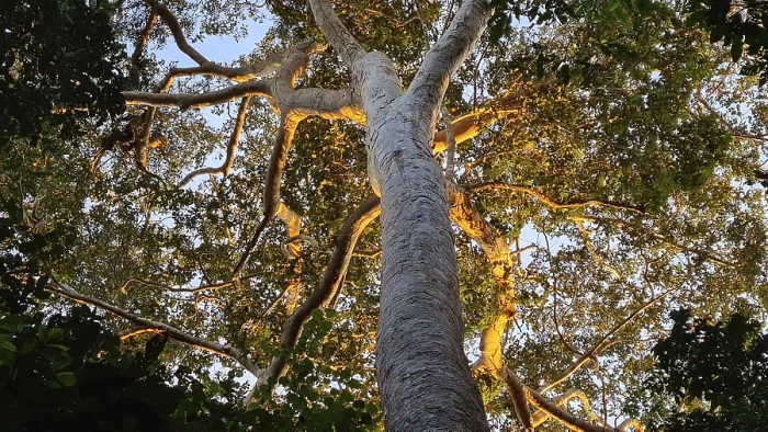 Framed Print : Giant Tree Print, Puerto Maldonado Evening Light Framed Print : Giant Tree Print, Puerto Maldonado Evening Light
