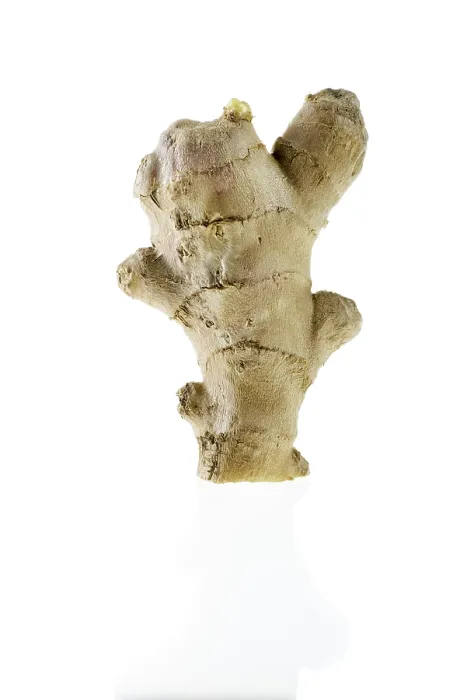 Framed Print : Ginger Root Print (Zingiberaceae) Framed Print : Ginger Root Print (Zingiberaceae)