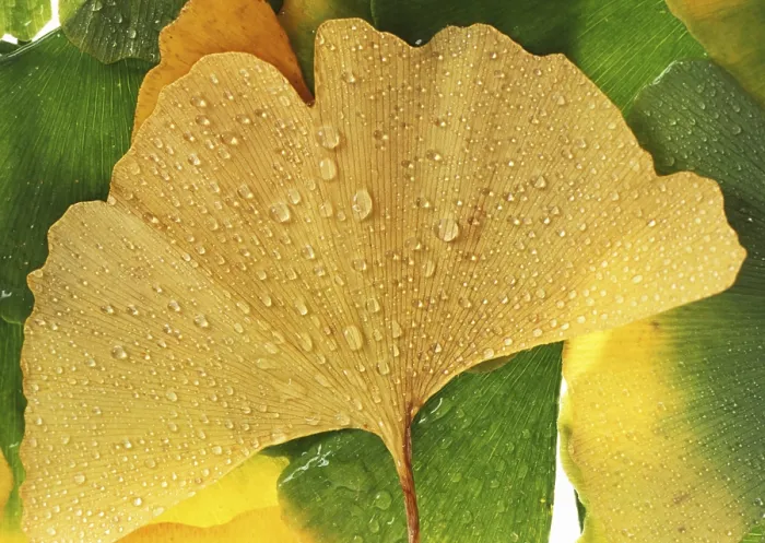 Framed Print : Ginkgo Leaf Print Framed Print : Ginkgo Leaf Print