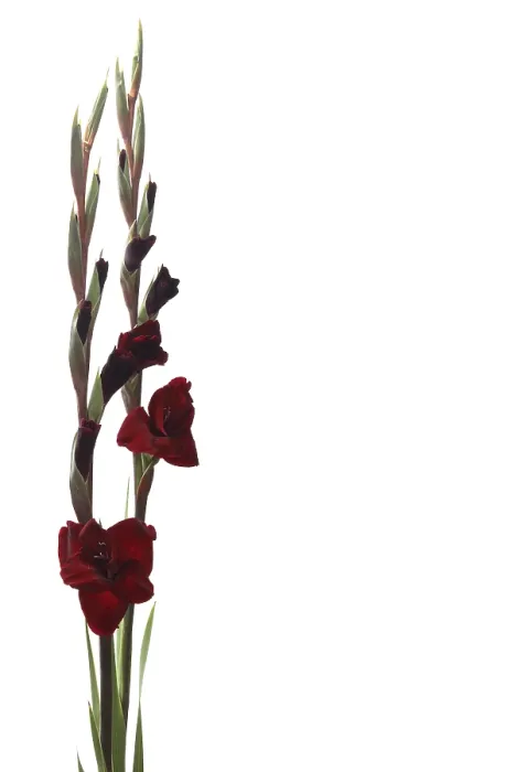 Framed Print : Gladiolus Print - Vibrant Floral Bloom Framed Print : Gladiolus Print - Vibrant Floral Bloom