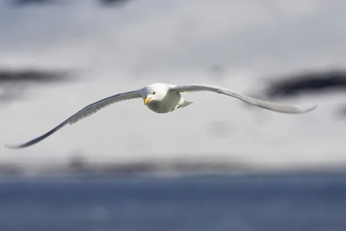 Framed Print : Glaucous Gull in Flight Print, Spitsbergen, Norway Framed Print : Glaucous Gull in Flight Print, Spitsbergen, Norway