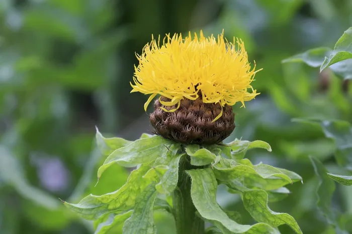 Framed Print : Globe Knapweed Print, Centaurea macrocephala Flower Framed Print : Globe Knapweed Print, Centaurea macrocephala Flower