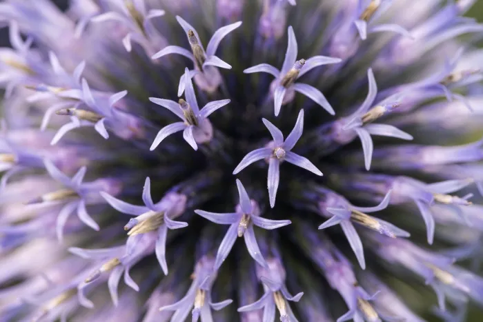 Framed Print : Globe Thistle Print, Germany Framed Print : Globe Thistle Print, Germany