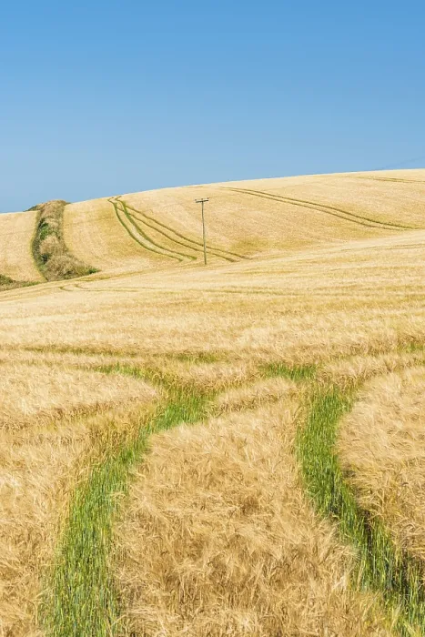 Framed Print : Golden Fields of Grain Print, Cornwall, England Framed Print : Golden Fields of Grain Print, Cornwall, England