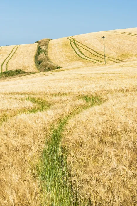 Framed Print : Golden Fields of Grain Print, Cornwall England UK Framed Print : Golden Fields of Grain Print, Cornwall England UK