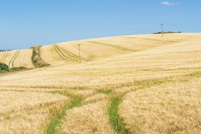 Framed Print : Golden Fields of Grain Print, Cornwall, England UK Framed Print : Golden Fields of Grain Print, Cornwall, England UK