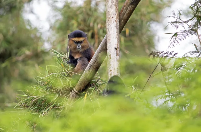Framed Print : Golden Monkey in Bamboo Forest Print, Rwanda Framed Print : Golden Monkey in Bamboo Forest Print, Rwanda