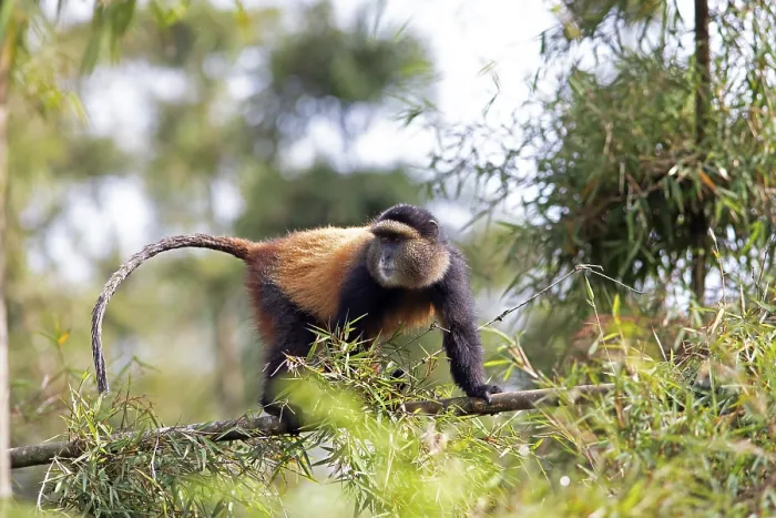 Framed Print : Golden Monkey in Bamboo Forest Print, Rwanda Framed Print : Golden Monkey in Bamboo Forest Print, Rwanda
