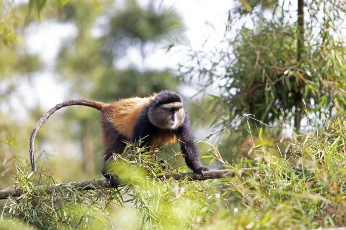 Framed Print : Golden Monkey in Bamboo Forest Print, Rwanda Framed Print : Golden Monkey in Bamboo Forest Print, Rwanda