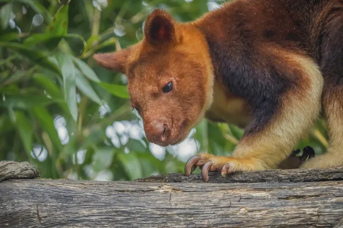 Framed Print : Goodfellow's Tree Kangaroo Print, Dendrolagus goodfellowi buergersi Framed Print : Goodfellow's Tree Kangaroo Print, Dendrolagus goodfellowi buergersi