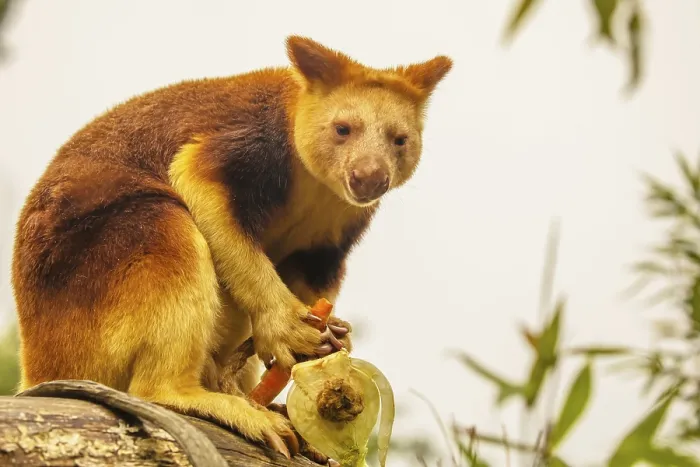 Framed Print : Goodfellow's Tree Kangaroo Print, Dendrolagus goodfellowi buergersi