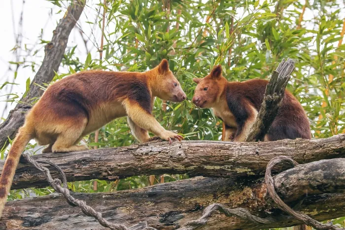Framed Print : Goodfellow's Tree Kangaroo Print, Dendrolagus goodfellowi buergersi