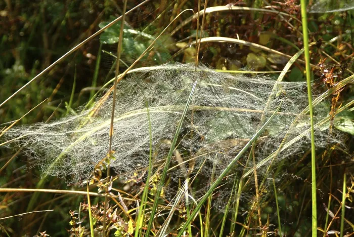 Framed Print : Gossamer Print by James Gurney Framed Print : Gossamer Print by James Gurney