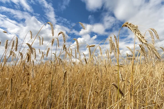 Framed Print : Golden Grain Field Print Framed Print : Golden Grain Field Print
