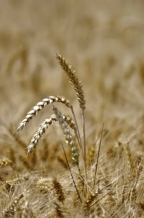 Framed Print : Grain Field Print