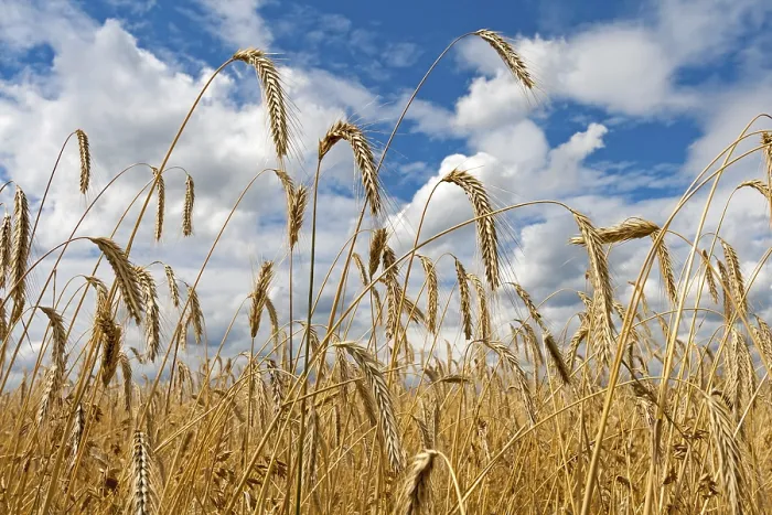 Framed Print : Grain Field Print Against Cloudy Sky