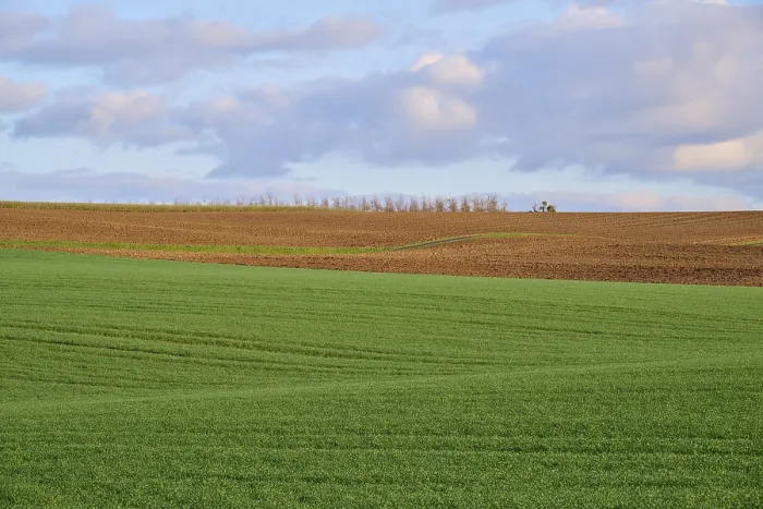 Framed Print : Bavarian Grain Field Landscape Print Framed Print : Bavarian Grain Field Landscape Print