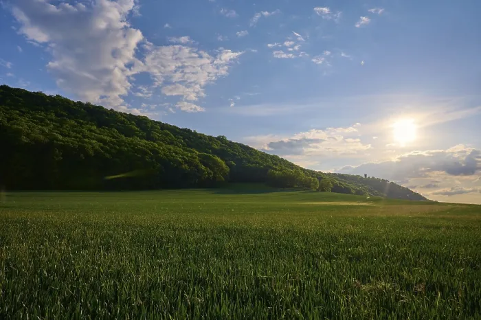 Framed Print : Thuringian Grain Field Print at Sunset Framed Print : Thuringian Grain Field Print at Sunset