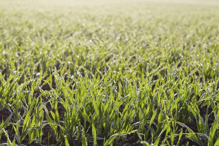 Framed Print : Agricultural Print: Grain with Dew and Sprouts