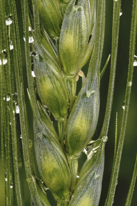Framed Print : Grain with Water Drops Print Framed Print : Grain with Water Drops Print