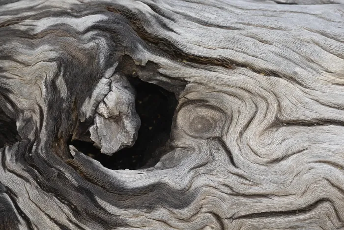 Framed Print : Tree Trunk Wood Grain Print Framed Print : Tree Trunk Wood Grain Print