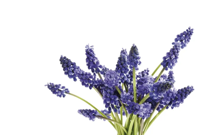 Framed Print : Grape Hyacinths Print Framed Print : Grape Hyacinths Print
