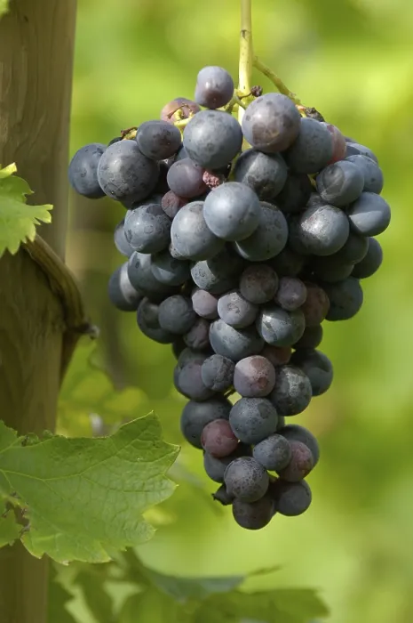 Framed Print : Grapevine Print with Vines and Grapes