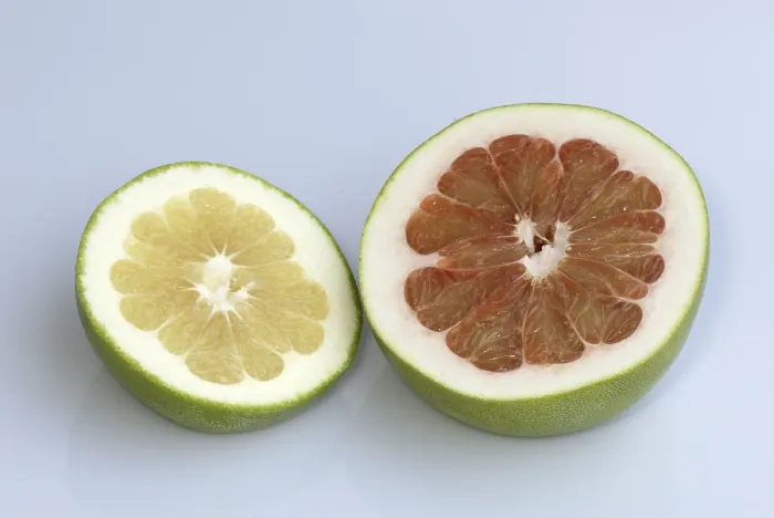 Framed Print : Grapefruit Print (Citrus maxima) Framed Print : Grapefruit Print (Citrus maxima)