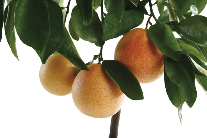 Framed Print : Grapefruit Tree Print