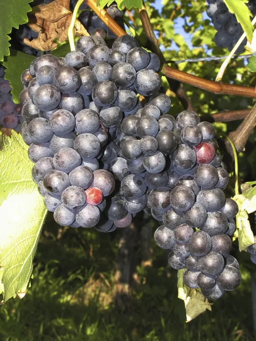 Framed Print : Grapes Print by ImageBROKER
