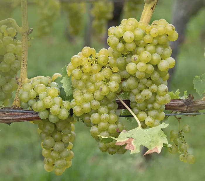 Framed Print : Grapes Grapes Print by imageBROKER Framed Print : Grapes Grapes Print by imageBROKER