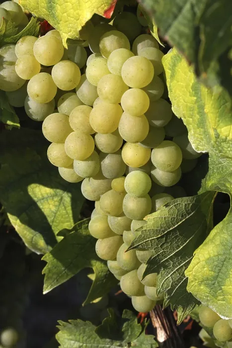 Framed Print : Grapes Print by ImageBROKER Framed Print : Grapes Print by ImageBROKER